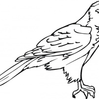 Desenho de Ave falcão para colorir