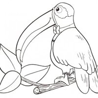 Desenho de Dona tucano para colorir