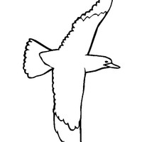 Desenho de Gaviota ave migratória para colorir