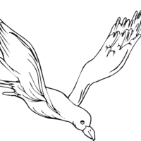 Desenho de Gaviota voando para colorir