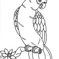 Desenho de Papagaio ave para colorir