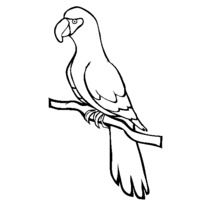 Desenho de Papagaio sério para colorir