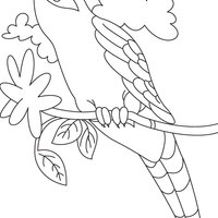 Desenho de Pássaro cuco para colorir
