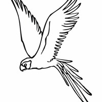 Desenho de Periquito voando para colorir