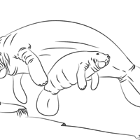 Desenho de Peixe-boi nadando com filhote para colorir
