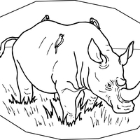 Desenho de Pássaros inquilinos do rinoceronte para colorir