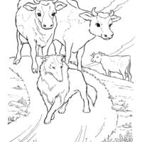 Desenho de Vaca e boi para colorir