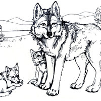 Desenho de Família de lobos para colorir