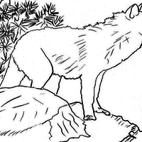 Desenho de Lobo no monte para colorir
