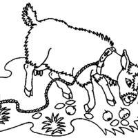Desenho de Cabra pastando para colorir