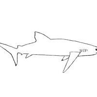 Desenho de Tubarão azul nadando para colorir