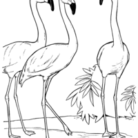 Desenho de Flamingos conversando para colorir