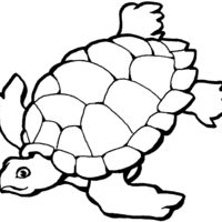 Desenho de Tartaruga gigante para colorir