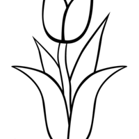 Desenho de Tulipa bonita para colorir