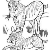 Desenho de Mamãe zebra e filhote para colorir