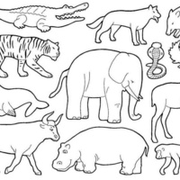 Desenho de Animais da floresta para colorir