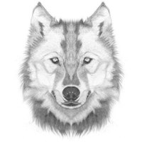 Desenhos de Lobo para colorir