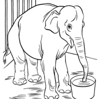 Desenho de Elefante no zoológico para colorir