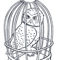 Desenho de Coruja presa na gaiola para colorir
