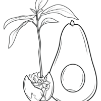 Desenho de Muda de abacate para colorir