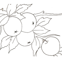 Desenho de Acerola na árvore para colorir