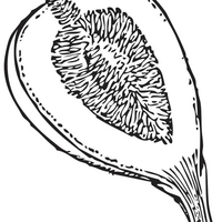 Desenho de Figo cortado ao meio para colorir