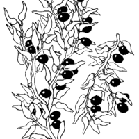 Desenho de Jabuticabas fruta para colorir