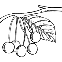 Desenho de Cachinho de jabuticabas para colorir