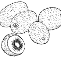 Desenho de Kiwi para colorir