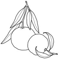 Desenho de Mandarina para colorir