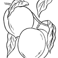 Desenho de Pêssego no pessegueiro para colorir