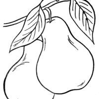 Desenho de Duas peras para colorir