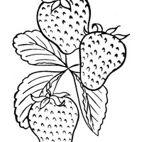 Desenho de Morangos colhidos na horta para colorir