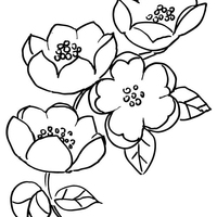 Desenho de Flor da maçã para colorir