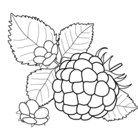 Desenho de Framboesa fruta tropical para colorir