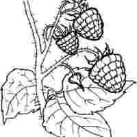 Desenho de Cachinho de framboesas para colorir