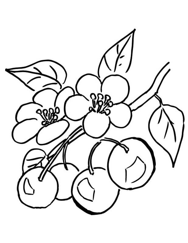 Desenho de Cerejas para Colorir - Frutas para Imprimir e Pintar