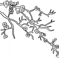 Desenho de Galho de cerejeira para colorir