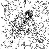 Desenho de Homem Aranha na teia para colorir
