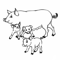 Desenho de Mamãe porca e leitãozinhos para colorir