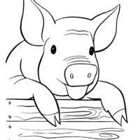 Desenho de Porco no muro para colorir
