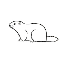 Desenho de Marmota deitada para colorir