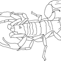 Desenho de Escorpião aracnídeo para colorir