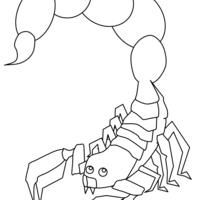 Desenho de Escorpião de cauda longa para colorir