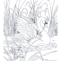 Desenho de Cisne e fadinha para colorir