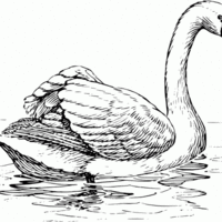 Desenho de Cisne elegante para colorir