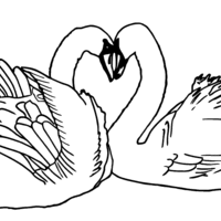 Desenho de Cisnes abaixonados para colorir