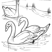 Desenho de Cisnes nadando para colorir