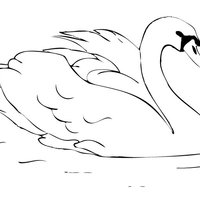 Desenho de Lindo cisne no lago para colorir