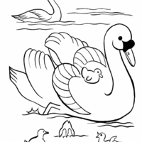 Desenho de Mamãe cisne e seus filhotes para colorir